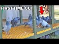 PIGEONS FIRST TIME OUT Part 1 ( FAIL? )