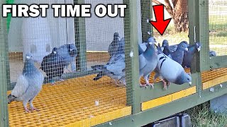 PIGEONS FIRST TIME OUT Part 1 ( FAIL? )