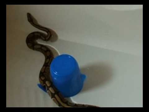 Royal python in the bath