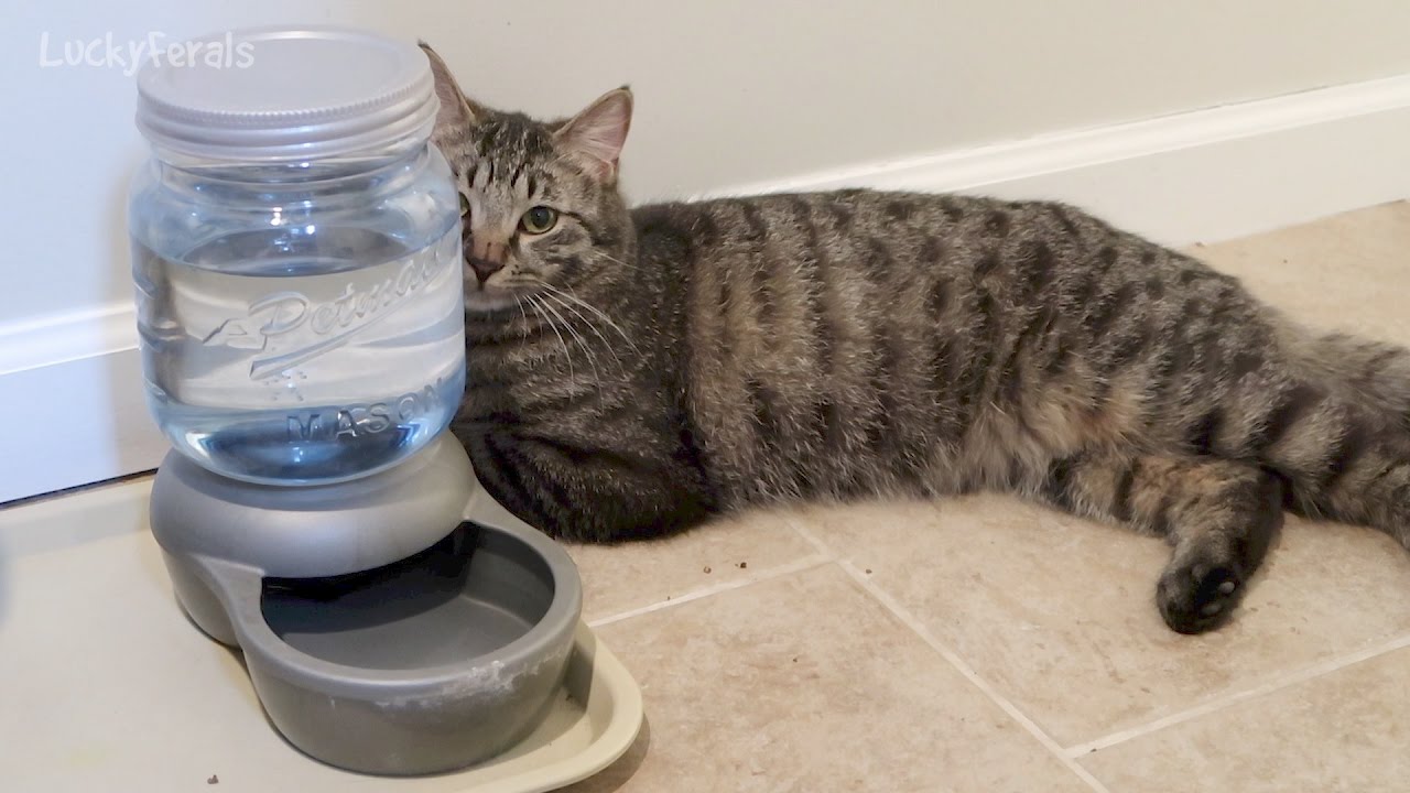 funny cats sleeping in weird positions compilation 2014 funnyplox Simba's In Love With The Water Dispenser - Petmate Mason Jar Replenishing Waterer