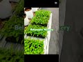 #bellpeppers #foryou#greenhouse#agriculture#polytunnel #modernagricultureworldwide #nursery 🫑🫑