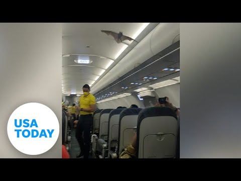 Bat creates frenzy on Philippines flight after flying onto plane | USA TODAY