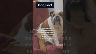 Dog Fact #dog #adorabledog #cutepet #bulldog #youtubeshorts #dogshorts #shortsvideo #shorts
