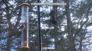 Bird Feeder Live: Threat Detection in the Maine Woods | IntegSec &amp; TurboPentest