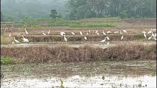 MELIHAT BARISAN BURUNG KUNTUL / BANGAU PUTIH / BLEKOK DI SAWAH #SG #134 #burungkuntul #burung