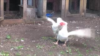 Male Muscovy Ducks. Fighting For Dominance. The Hobby Farm.