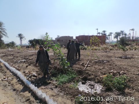 أسيوط بالجهود الذاتية محلي العقال القبلي بالبداري يحول مقلب مخلفات لحديقة