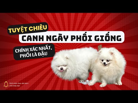 Video: Các loại chó mới hợp thời trang đối xử với Pomeranians