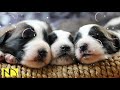 10 Hours Calming Sleep Music 💖 Stress Relief Music, Insomnia, Relaxing Sleep Music ♬ Dog Baby Pets