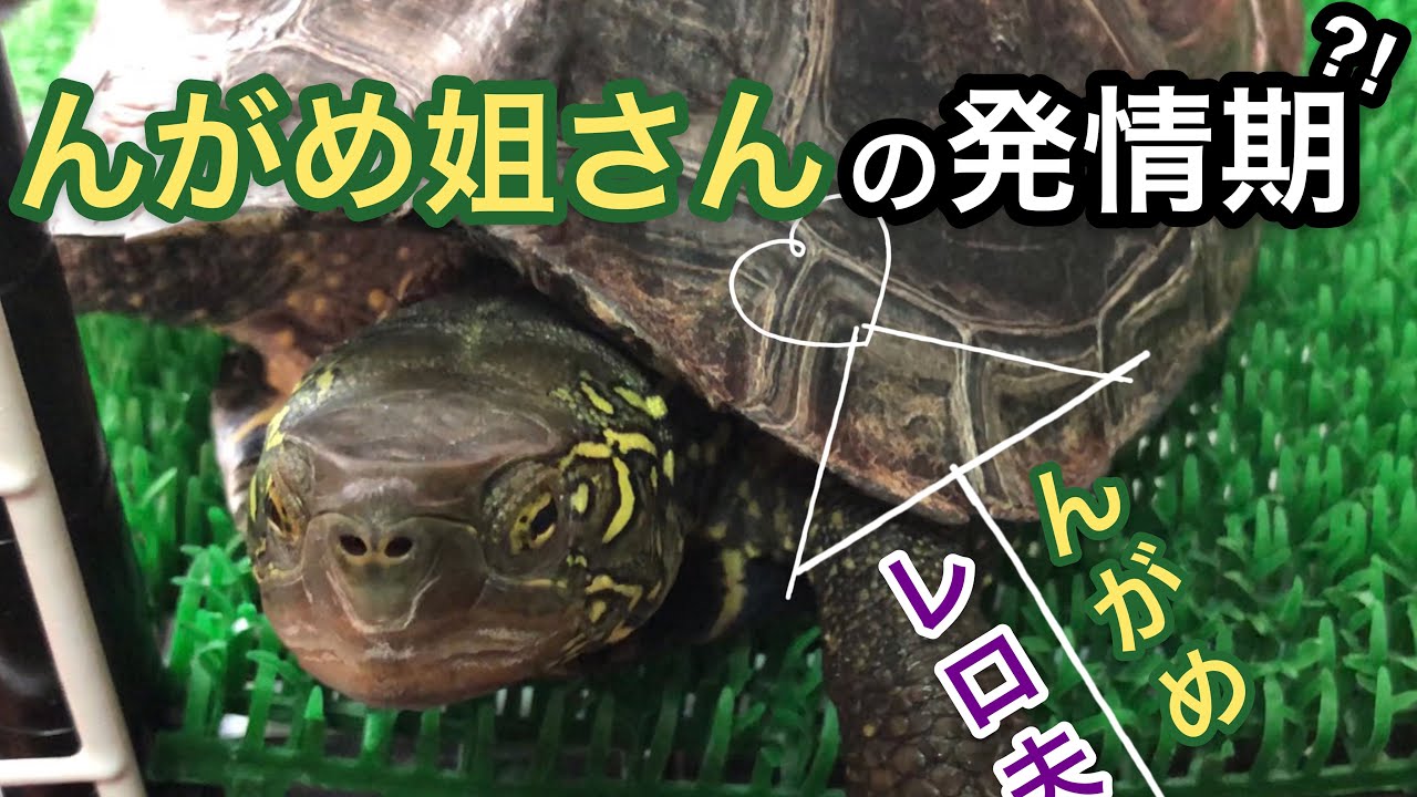 クサガメのメスの発情期 Youtube クサガメのメスの発情期 Youtube