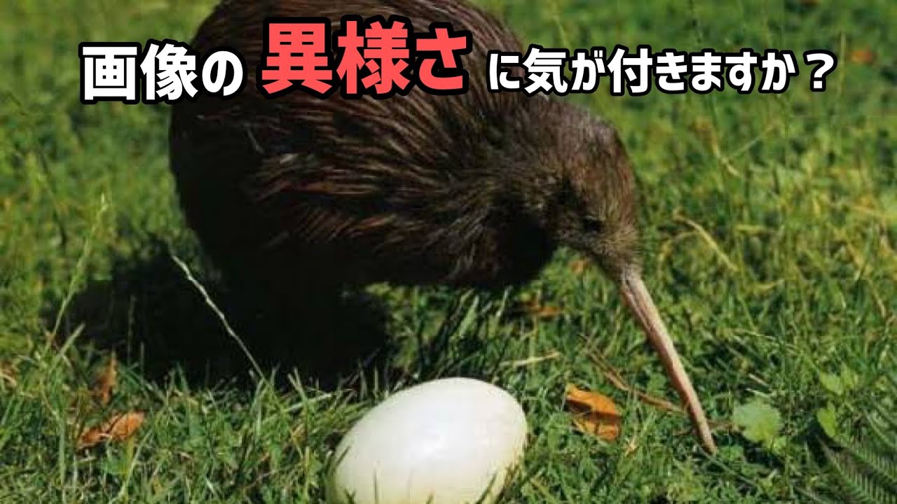 愛されるキーウィは産卵がバグっている ぴえん過ぎる生き物紹介 Youtube