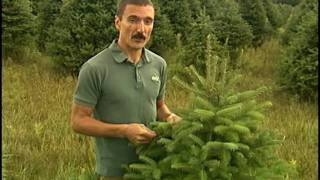 Christmas Tree Fertilization