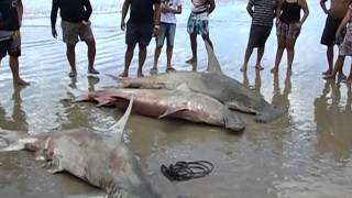 Caiçara Do Nortern - Pesca De Espinhel Com O Pescador Erivelto Henrique, Diego E Diis