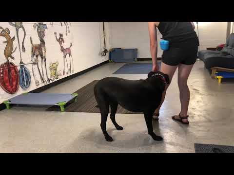 Oscar, drills in the training room - YouTube