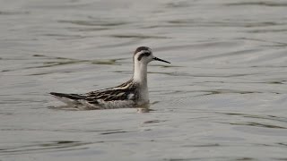 Red Necked Phalarope (Re-upload)