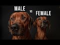 Male vs female rhodesian ridgeback which one should you get