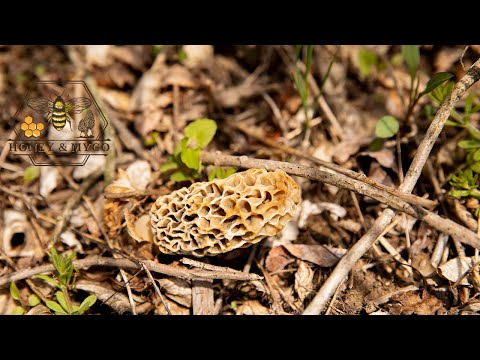 Video: Morels: Zbirajte In Kuhajte