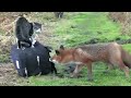 Quand les Chats Rencontrent des Animaux Sauvages…Réaction Inattendue !