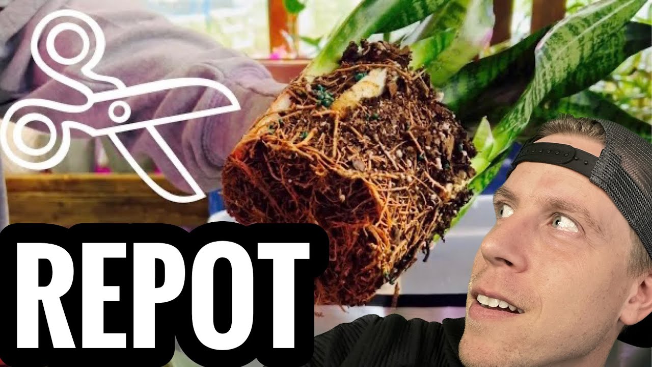 How to Repot a Snake Plant YouTube