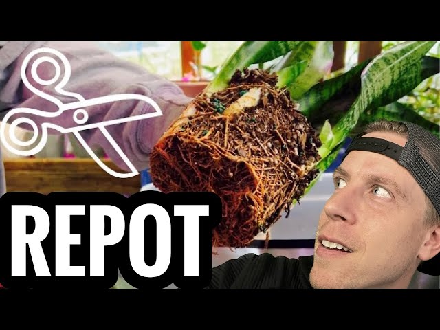 How to Repot a Snake Plant - YouTube