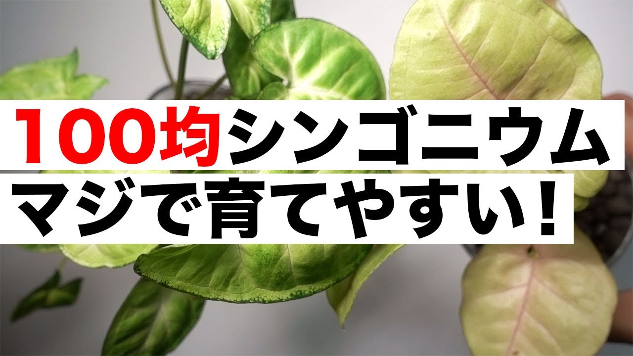 ハイドロカルチャー ８ヶ月でこの成長 ハイドロカルチャー仕様のシンゴニウムの成長記録 水耕栽培 Youtube