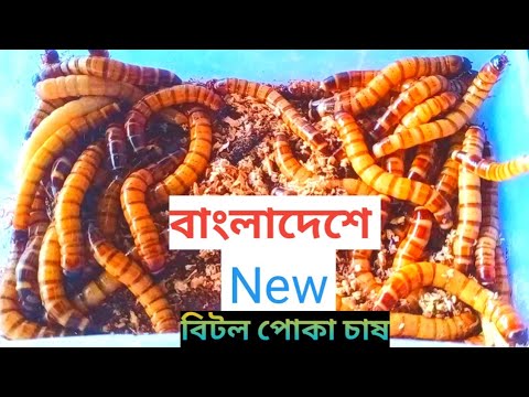 ভিডিও: বরই পোকা। রেশম পোকা, পতঙ্গ