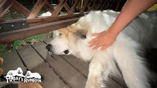 家に入れと格下がうるさいので無視してやったルンルンとアランとベルです　Great Pyrenees　グレートピレニーズ by 今日のルンルン / Today's RunRun 72,100 views 5 days ago 8 minutes, 15 seconds