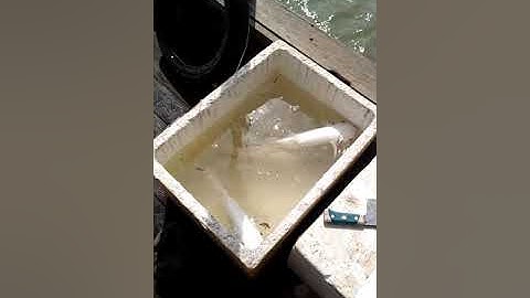 Câu cá giải trí, cá Bông Lau Cần Giờ | Sông Nước Cần Giờ - Châu Huỳnh.