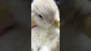 🐰Cuteness Overload Meet The Adorable Lop Eared Rabbit! 🌟 Animal Planet 兔子 Must Watch! 📹