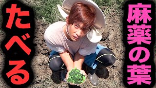 【麻薬!?】コカの葉を食べてみた【南米の巨大池の水全部抜く#2】