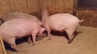 Вечернее кормление свиней, сухой корм или влажная мешанка ? Вечернее кормление свиней, сухой корм или влажная мешанка ?