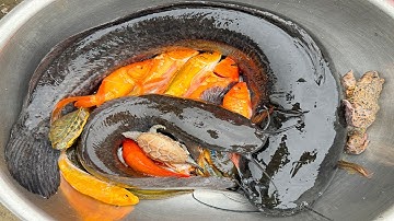 Kem Chanel lái công nông bắt cá ống nước chảy có cá chép, cá vàng, con rùa, cá trê, con ếch