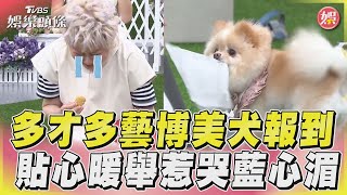 博美犬竟會多達20種才藝!貼心幫抽衛生紙惹哭藍心湄TVBS新聞@TVBSNEWS01