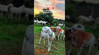 बरोबर ना...!!❤️💯🐏 . . . . .#treandingreels #viral #instagram #sheepfarming