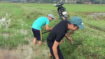 Món thịt chuột xào sả ớt đặc sản xứ nghệ ai chưa ăn thì phí cả cuộc đời