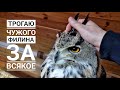 Мне попался жмякательный филин! Нафаня! А @Сергей Ярцев кнопку получил!