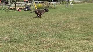 Cane Corso Coursing by Njoy Japanese Chin 98 views 3 years ago 43 seconds