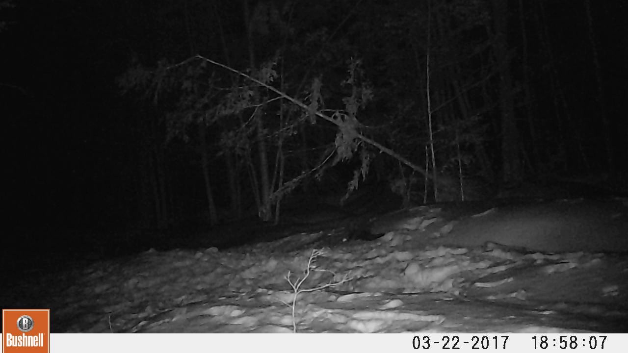 What do Fisher Cats Eat? Fisher Cat Eats Apple YouTube