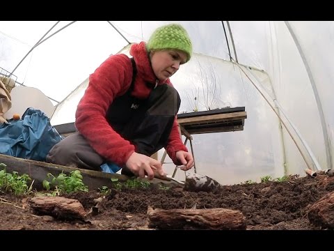 Video: Sommarsådd Av Japansk Rädisa Eller Daikon