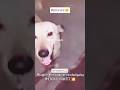 🎙️ Pets Acting Like Movie Stars 😂🐶 #dog #funny #pets #comedy #memes #animals #shorts #dubbing #usa