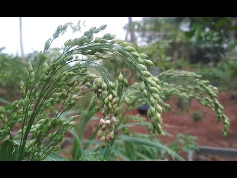 Video: Bisakah Anda menanam millet dari biji burung?