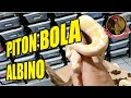 PITON BOLA ALBINO.. Unos de los ejemplares que nos nacieron en el 2021