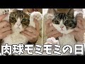 猫たちの肉球をもみもみ！専用の保湿クリームでマッサージしました♪