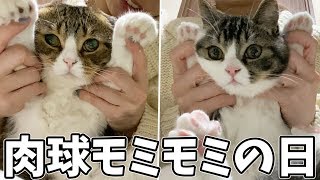 猫たちの肉球をもみもみ！専用の保湿クリームでマッサージしました♪