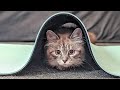 Will I React To A Siberian Cat If I Have Allergies? の動画、YouTube動画。