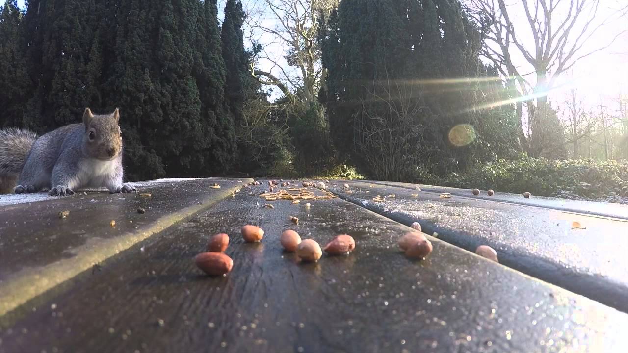 GOPRO HERO 4 SILVER SQUIRREL SLOW MOTION