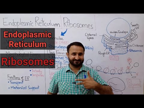 Endoplasmic Reticulum | Ribosomes | Rough ER | Smooth ER | Cisternae | Polysomes | Class 11 Biology