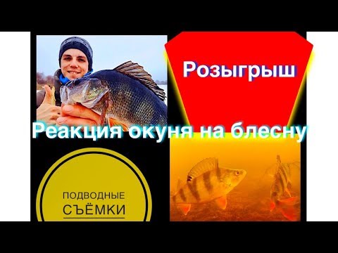 Реакция окуня на зимнюю блесну. Подводные съёмки!