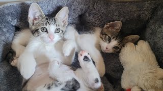 2 Mins of Kittens Playing