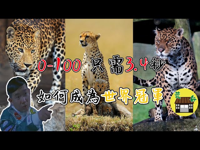 花豹 獵豹與美洲豹的分別在那 其中一種竟然是貓不是豹 豹 獵豹 美洲豹 豹紋分別 動物解碼 動物知識 動物百科 Youtube